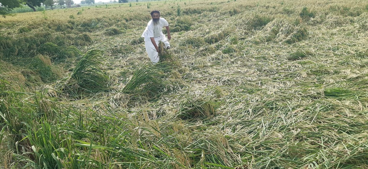 After drought, now rain and wind hit the crop
