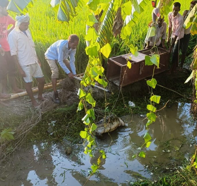 Crocodile that came out of the river reached Fardia village