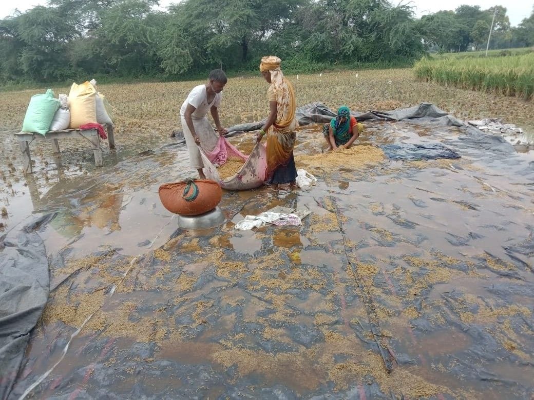 Harvested paddy gets wet in rain, farmers upset