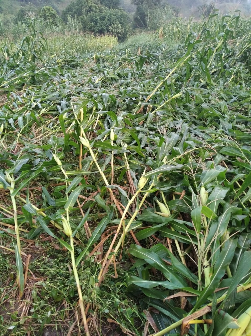 In the fields due to rain and wind