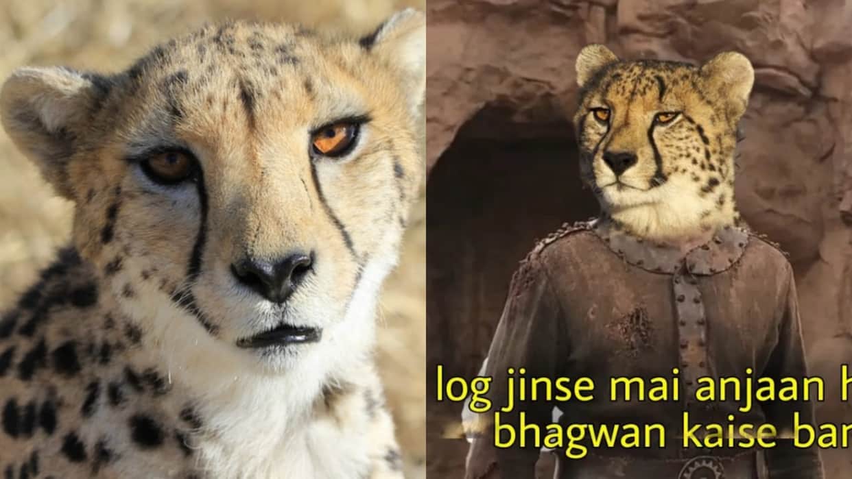 Cheetah Return to india Bollywood meme Viral on social media