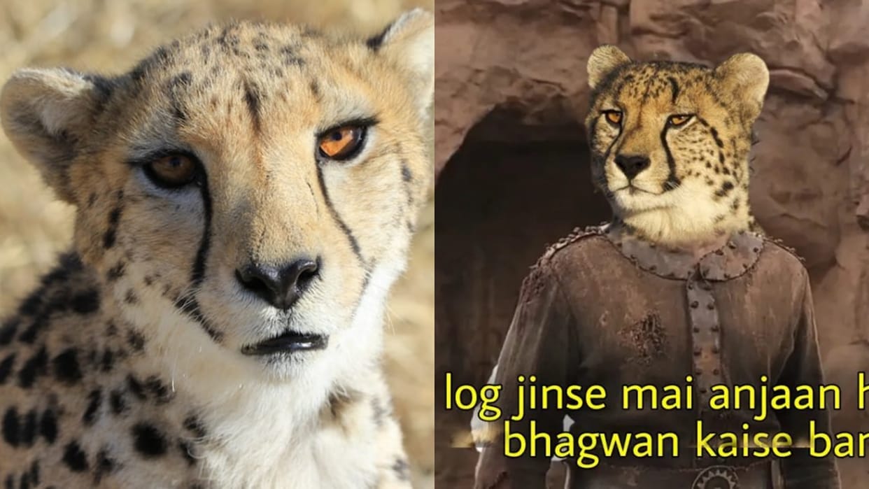 Cheetah Return to india Bollywood meme Viral on social media