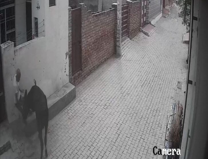 In Azad Nagar, the bull hit the old man who was feeding bread