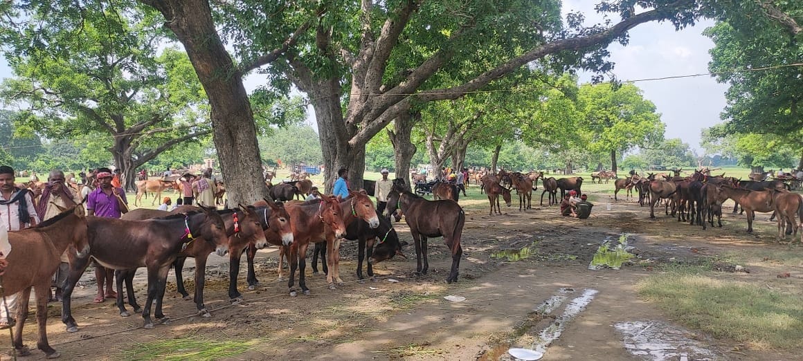 Donkey sold for 80 thousand, looks great