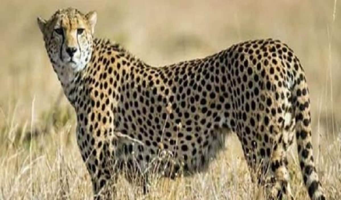 Cheetah Return to india Bollywood meme Viral on social media