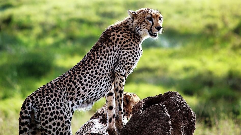 Inadequate space for cheetahs in MP Kuno National Park claims ex-WII official