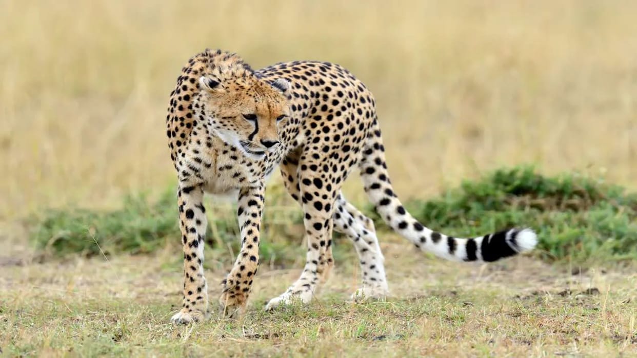 cheetah project NTCA constitute New committee formed to monitor at Kuno Park amid recent cheetah deaths