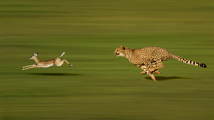 Cheetah Interesting Facts These Things You Didn't Know About Cheetah
