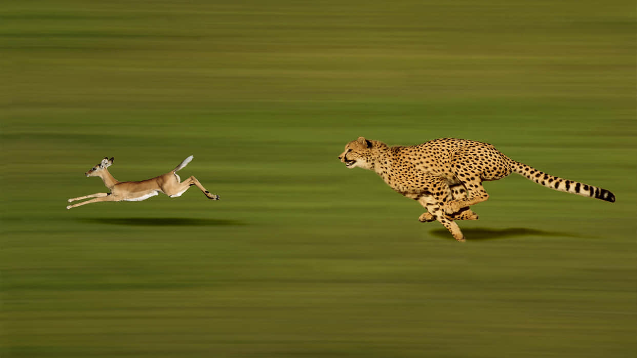 cheetah interesting facts these things you didn't know about cheetah