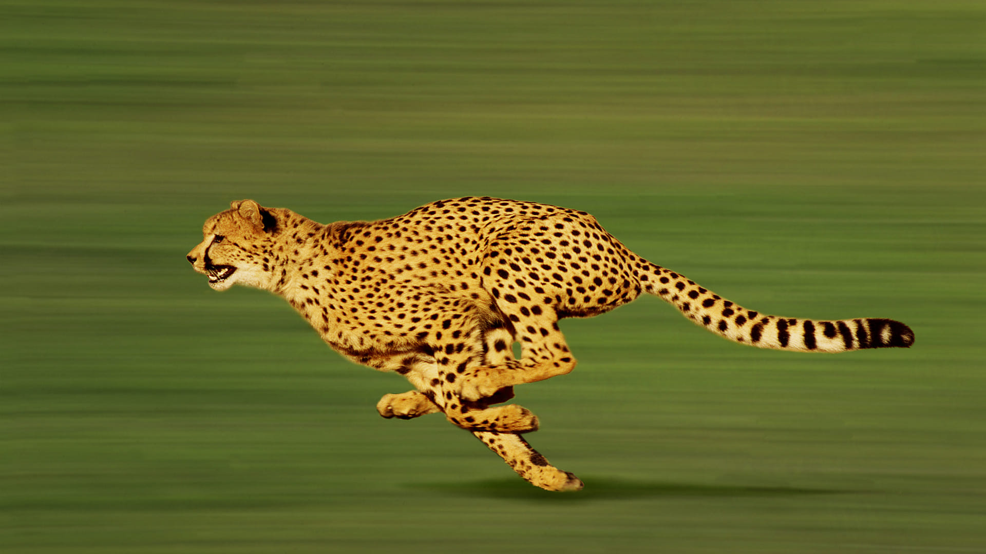 Cheetah Interesting Facts