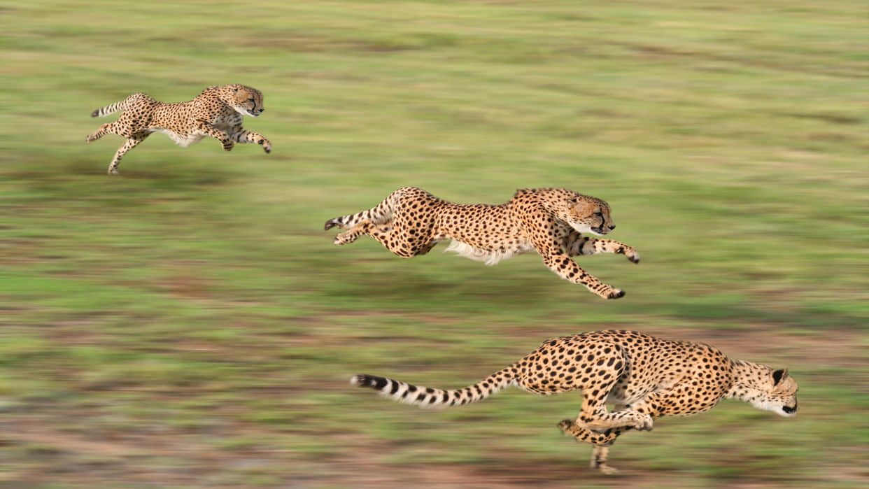 Cheetah History In Jaipur Gulkand And Paneer Were Fed With Meat Know Interesting Facts In Hindi