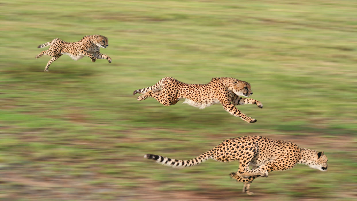 South Africa signs an agreement with India to introduce dozens of African cheetahs in India