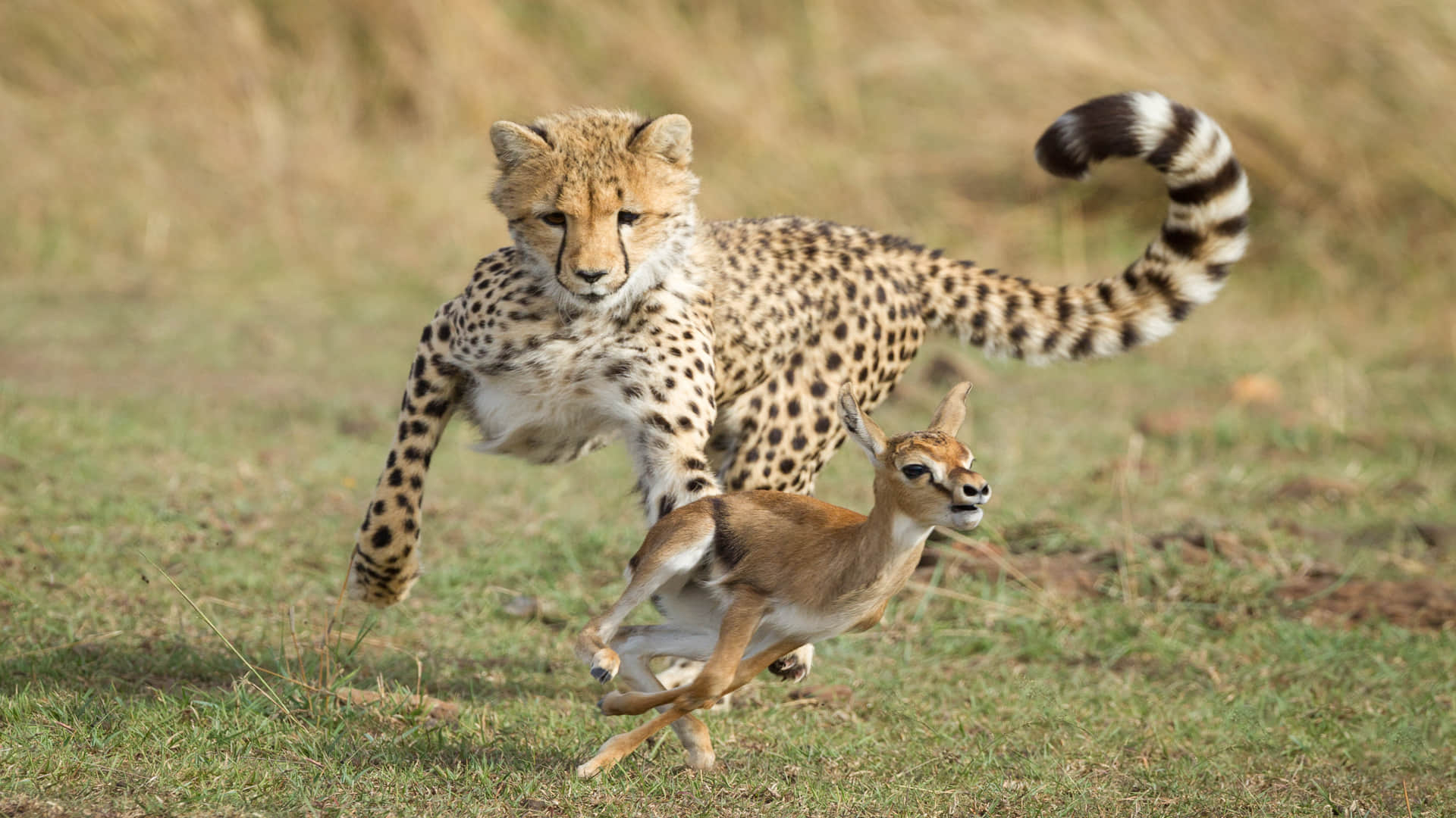 Cheetah History In Jaipur Gulkand And Paneer Were Fed With Meat Know Interesting Facts In Hindi