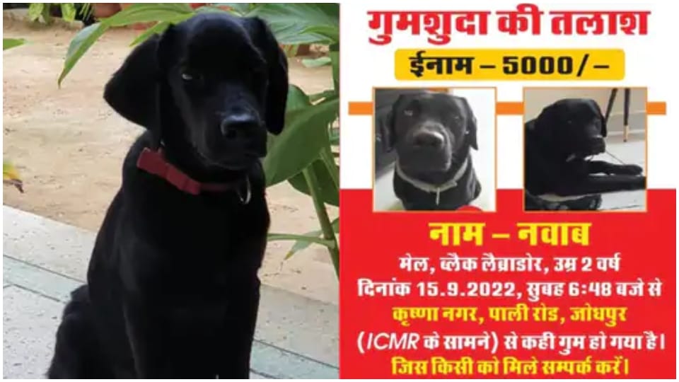 Rajasthan Dog Nawab Missing For Six Days In Jodhpur