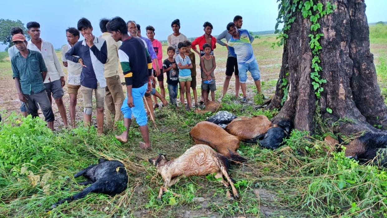 Eleven goats died due to lightning in Damoh
