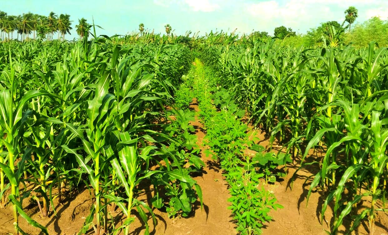 Prepare the fields in time for good yield