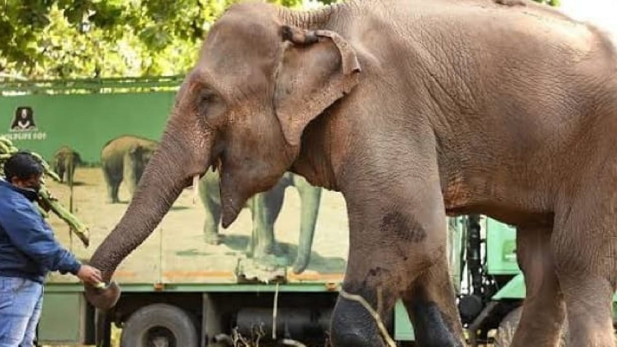 Kuno National Park Elephants from Satpura Reserve will protect foreign guests,