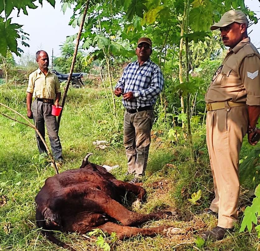 Lumpy virus found in two more cows, number of sick animals reached five