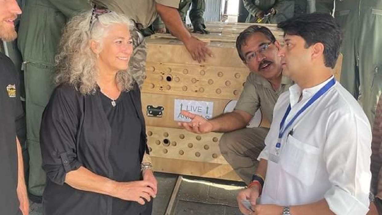 Cheetah Project kuno national park Lorry Marker Claims on Cheetah Project a Big Success Story