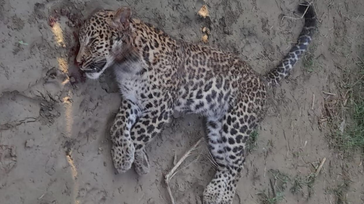Leopard found dead in katarniya area in bahraich.
