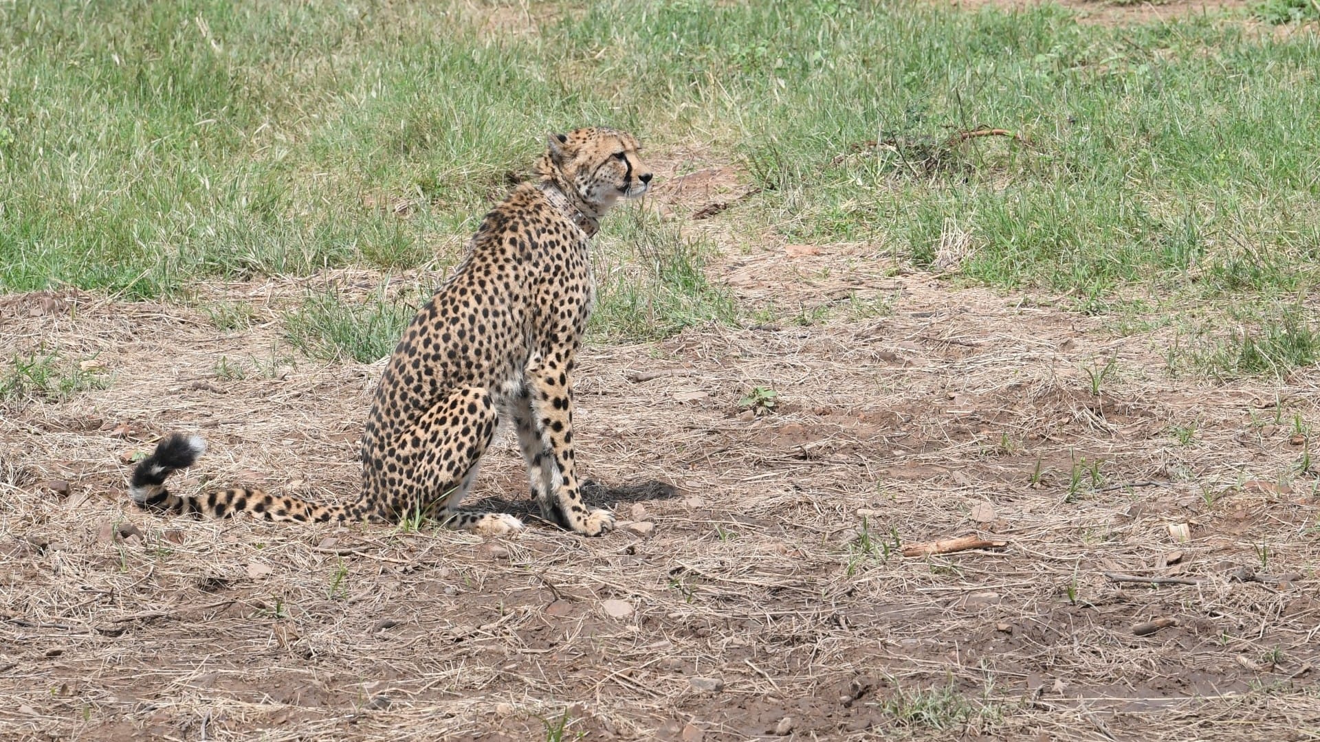 Cheetahs may come to Madhya Pradesh from South Africa next month