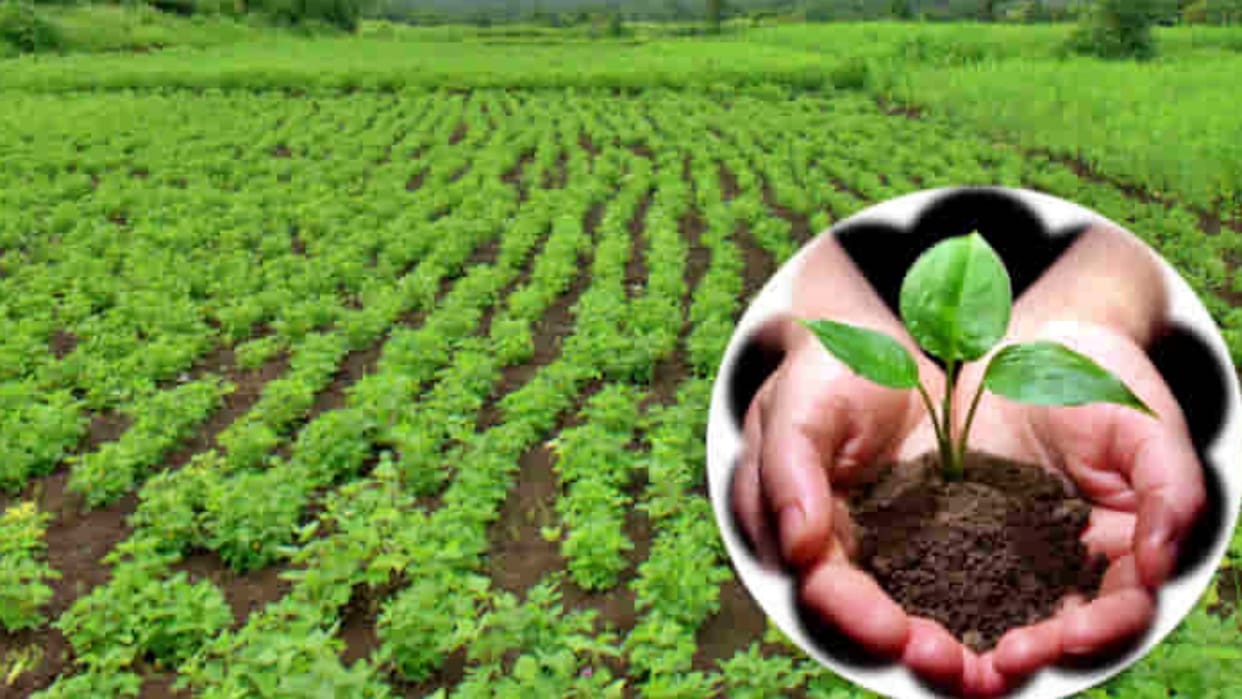Sehore farmers moved towards natural farming leaving expensive poisonous farming