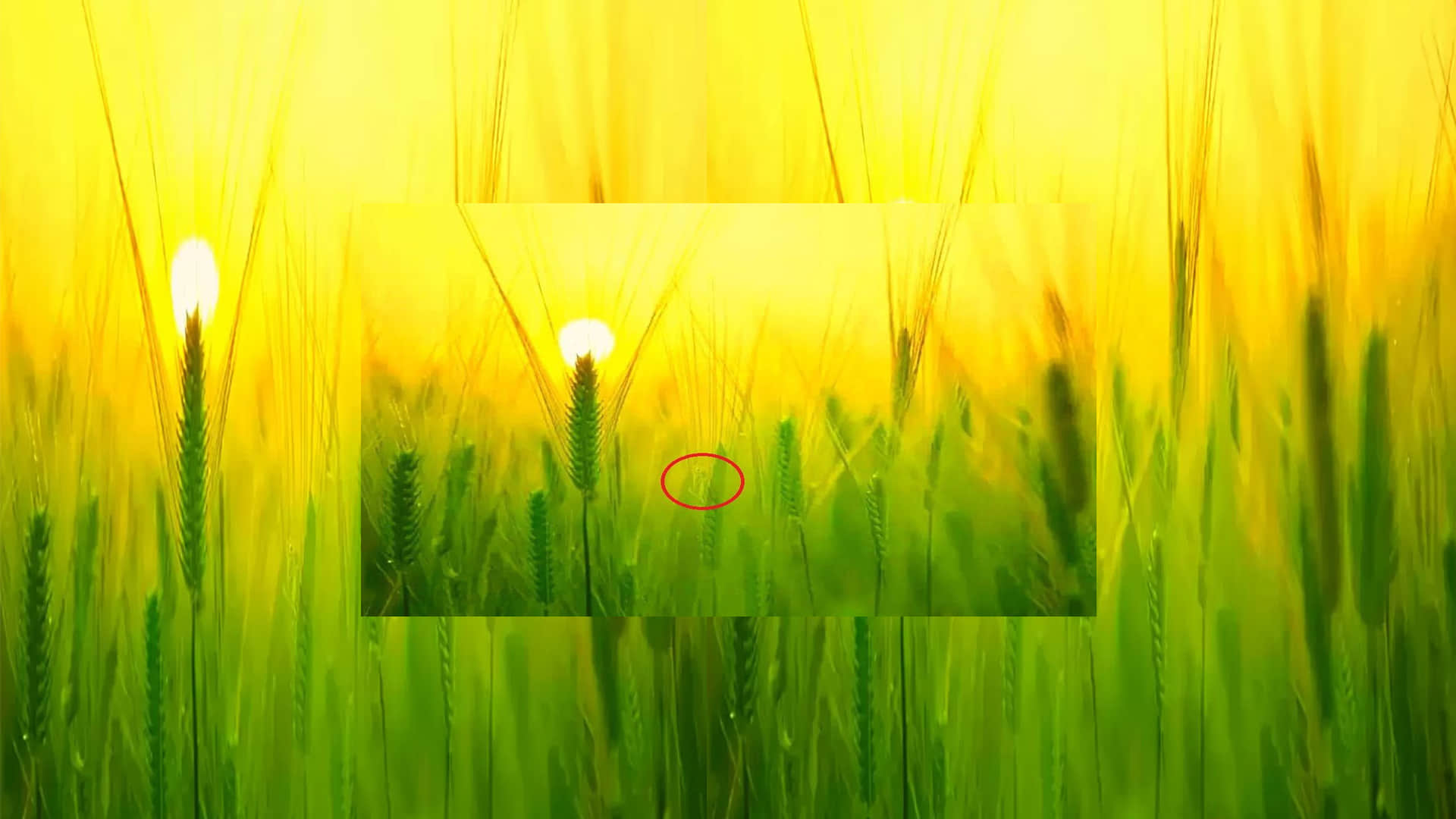optical illusion can you find the hidden grasshopper in puzzle photo in 15 seconds