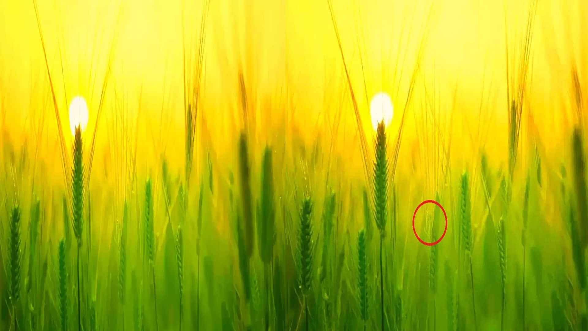 optical illusion can you find the hidden grasshopper in puzzle photo in 15 seconds