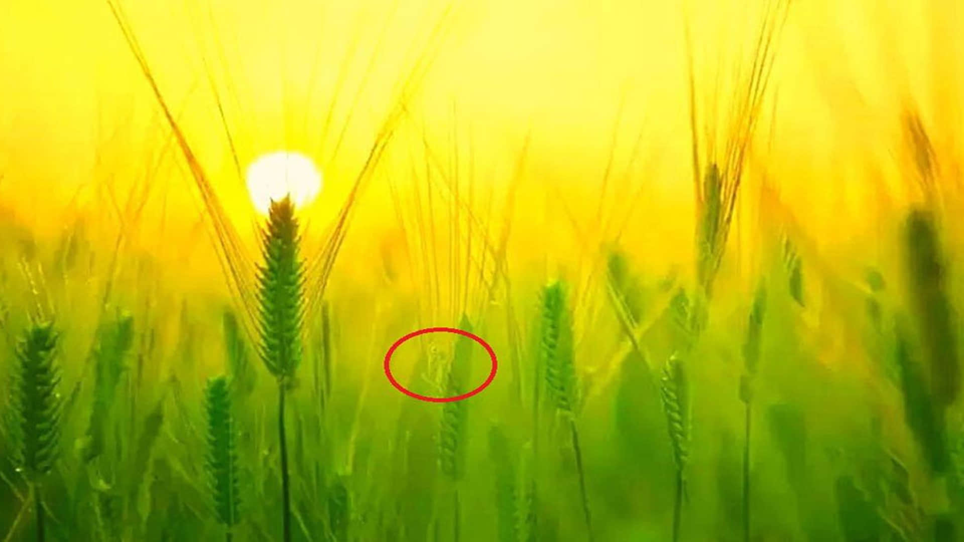 optical illusion can you find the hidden grasshopper in puzzle photo in 15 seconds
