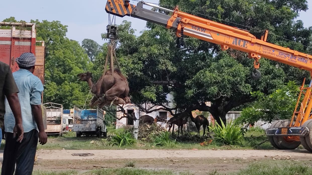 Police took camels to Rajasthan