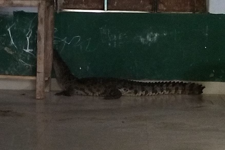 Crocodile entered in the school after coming out of the pond