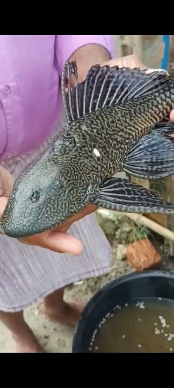 The strange fish found in the river became curious