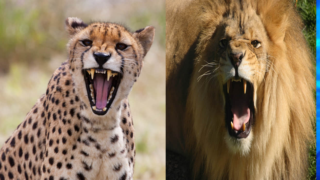 Cheetah vs Lion lion cheetah lion enemy know competition angle