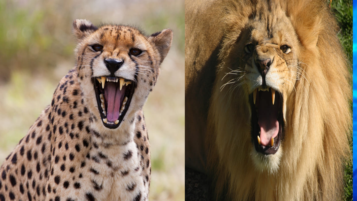 Cheetah vs Lion lion cheetah lion enemy know competition angle