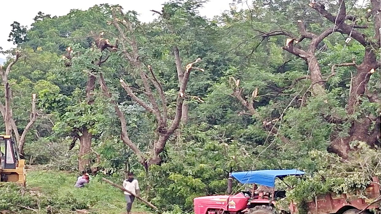 Green trees were cut before CM Shivraj election rally in Chhindwara Saunsar