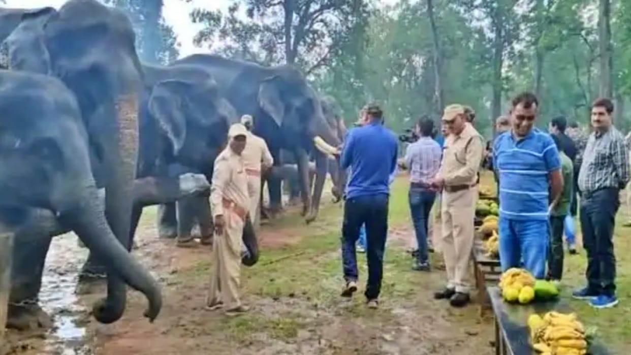 Seoni News elephant furious for not feeding bananas thrashed mahout and killed