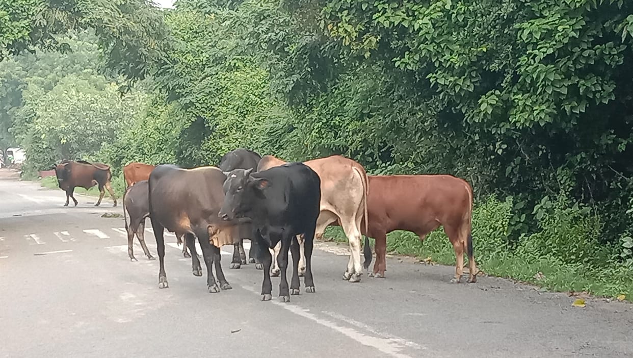 Cattle grazing crops during the day,