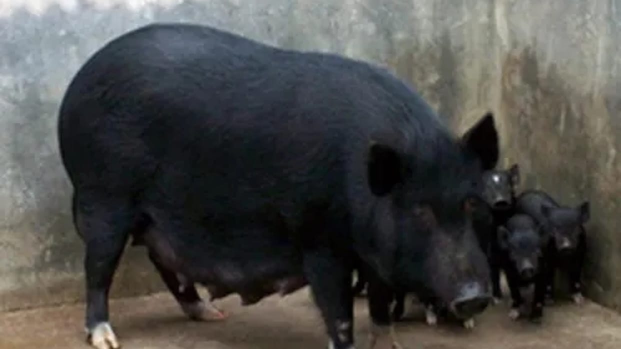 Ban on the movement of pigs and sale of meat in Rewa city, decision was taken to stop African Swine Fever