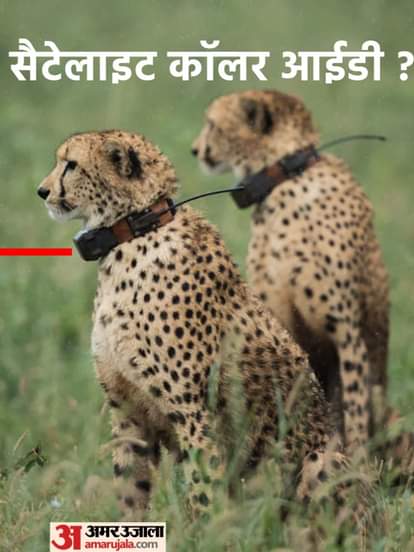 सैटेलाइट कॉलर आईडी