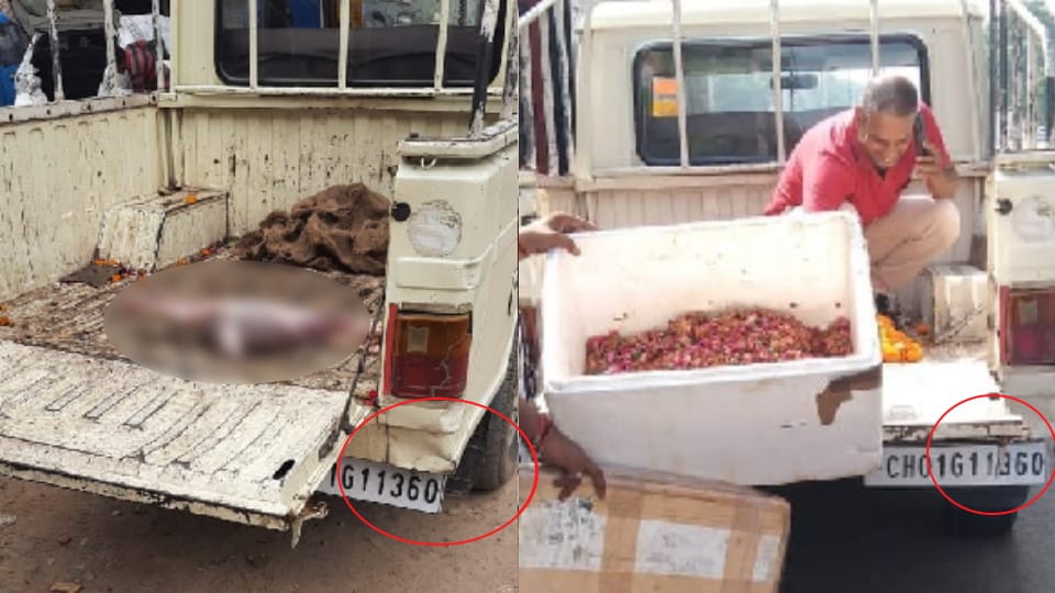 Chandigarh Municipal Corporation picked flowers in same Vehicle which carrying meat