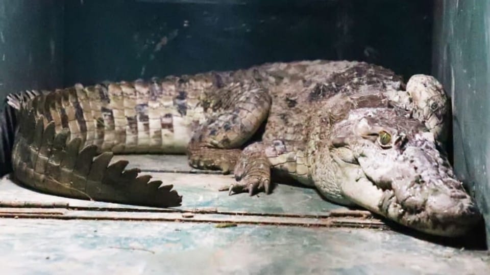Five feet long crocodile came out of the canal in the village pond in firozabad