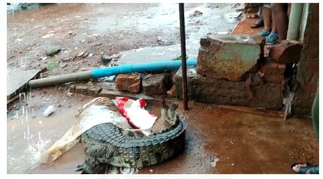 Heavy rain in Gwalior-Chambal zone for two days Crocodiles entered the colonies