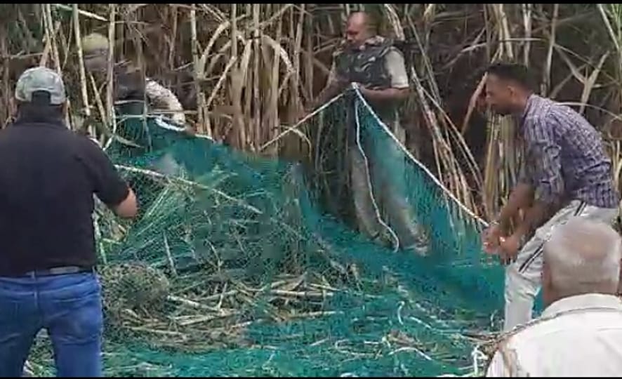 Adult Guldar trapped in a trap in Jaganwala