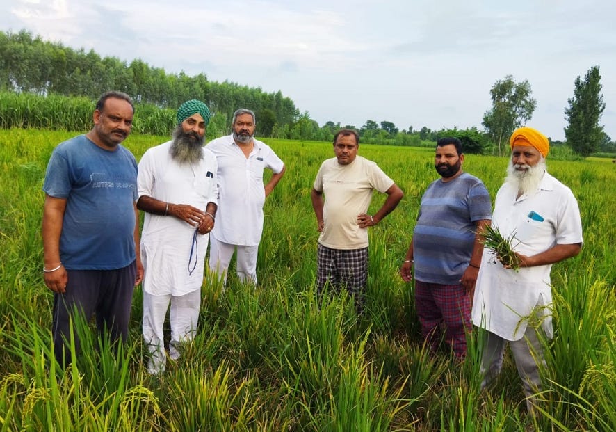 Paddy crop disease, crop wasted