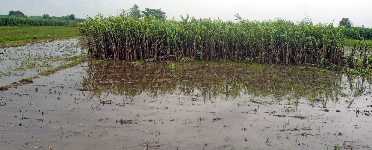 damage to crops due to rain