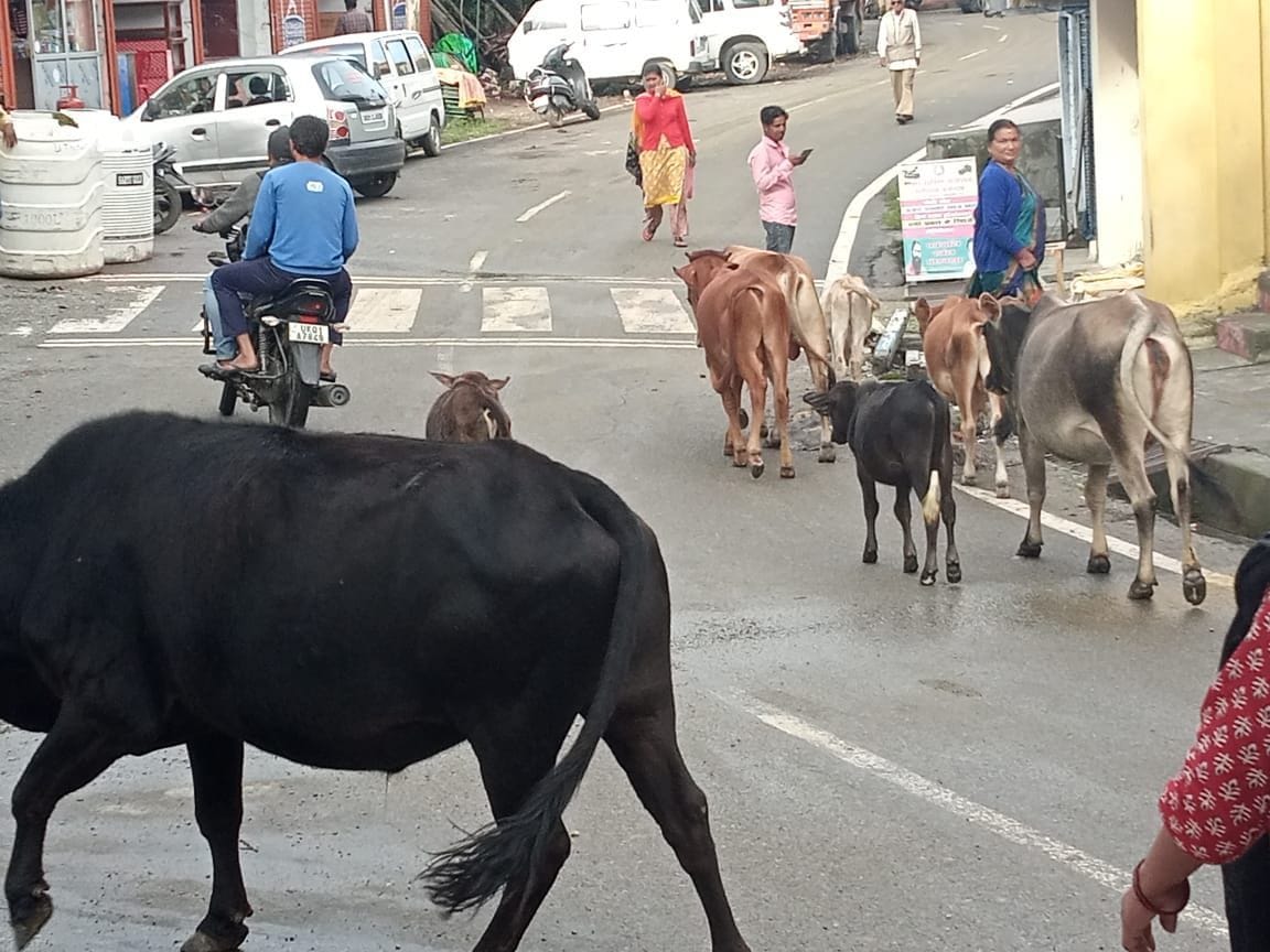 Stray Kettle Creates mess in Tarikhet Market