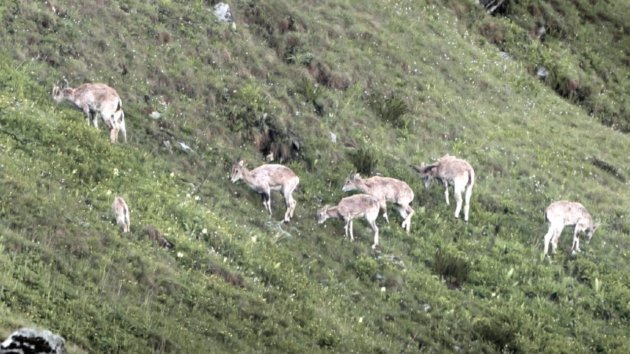 Counting of musk deer, brown bears will be done in Great Himalayan National Park