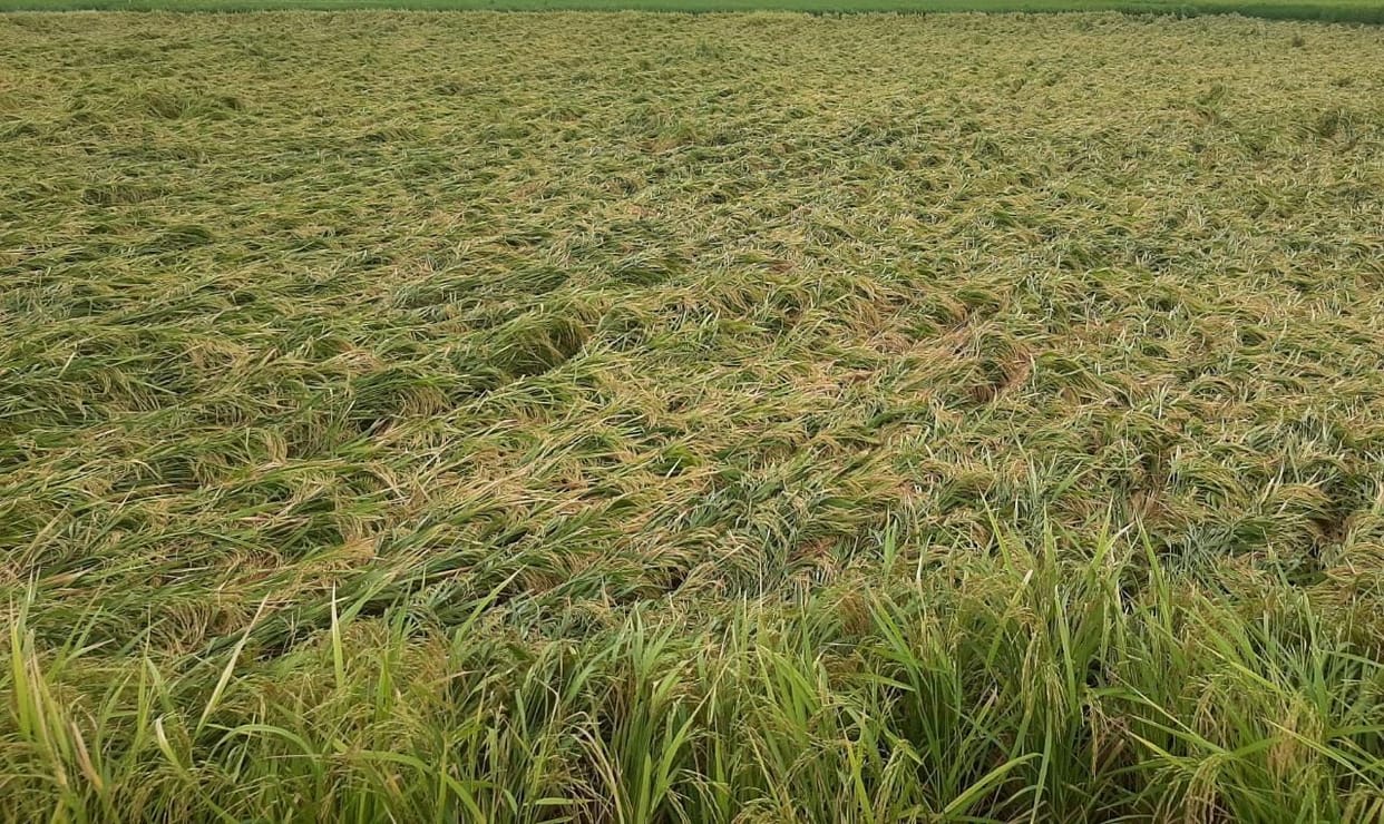 Paddy crop laid in many villages due to rain
