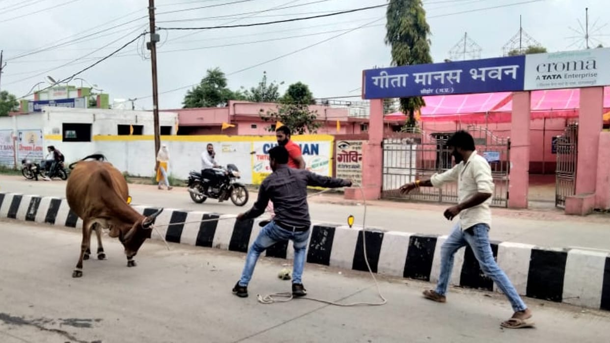 Sehore People will get freedom from stray cattle initiative of Municipal President