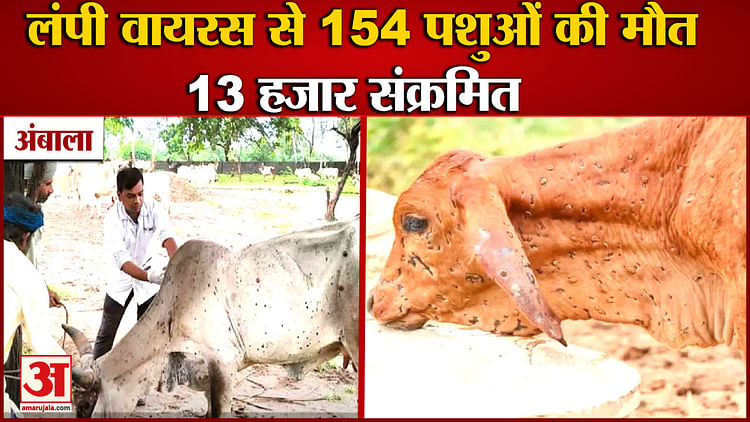 Lumpy Skin Disease In Haryana Killed 2000 Cattle Amar Ujala Hindi News Live हरियाणा में लंपी 2741